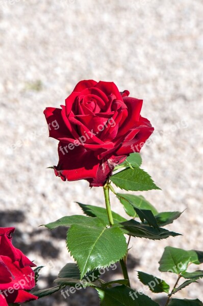 Texture Flower Petals Red Rose Free Photos