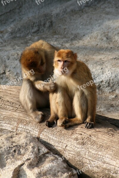 Monkey Apes A Couple Of Gregarious Kurkászik