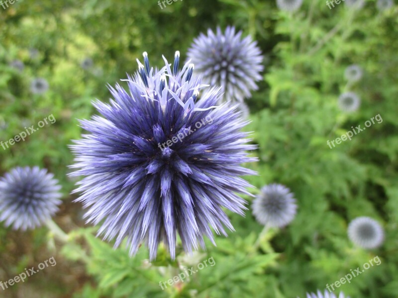 Thistle Blossom Bloom Summer Thistle Flower