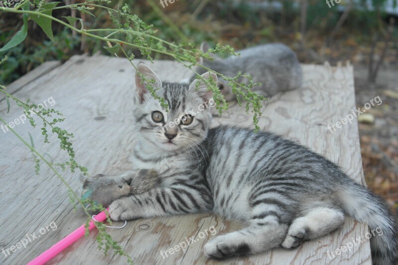 Kitten Cute Toy Grey Fur Stripes