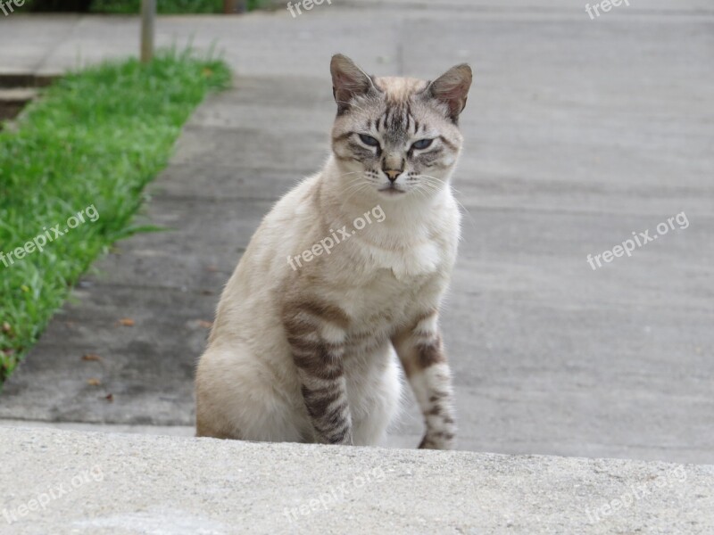 Cat Pet Animal Pet Free Photos