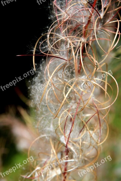 Plant Seeds Nature Close Up Fluffy