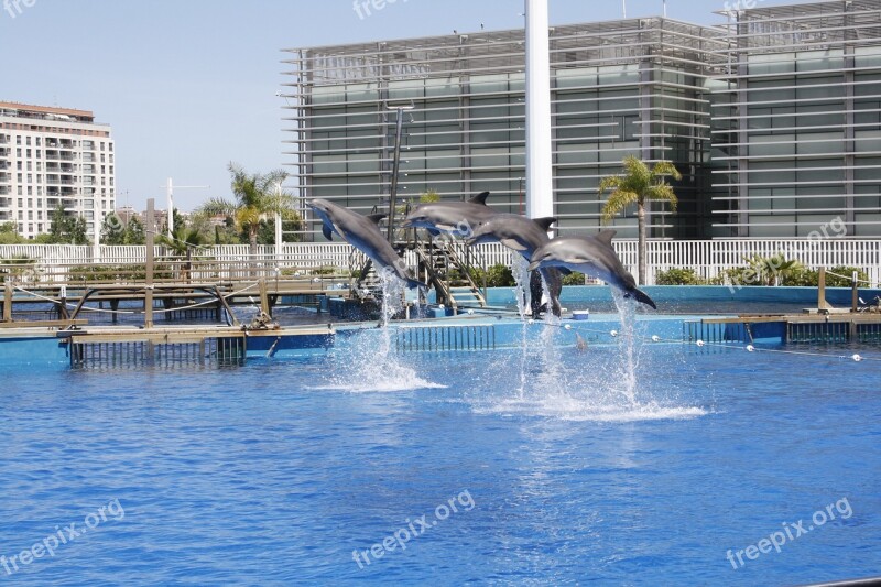 Dolphins Dolphin Park Valencia Spain Vacation