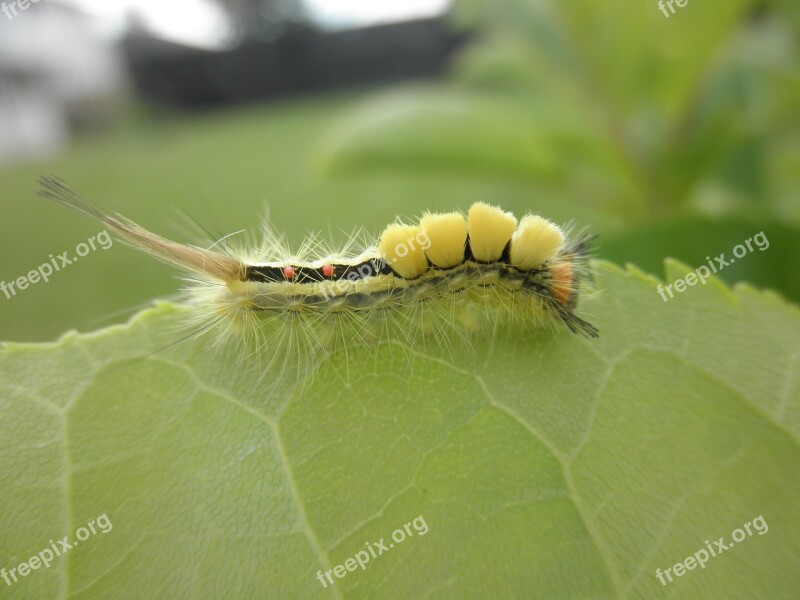 Small Creature Wild Fuzzy Wildlife