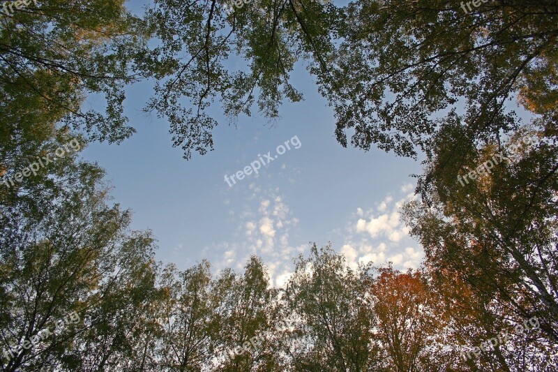 Krone Tree Sky Nature Free Photos