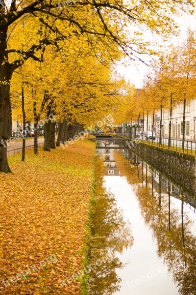 Autumn Leaves Golden Autumn Fall Foliage Nature