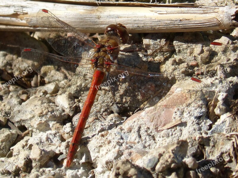 Red Dragonfly Dragonfly Insect Wings Free Photos