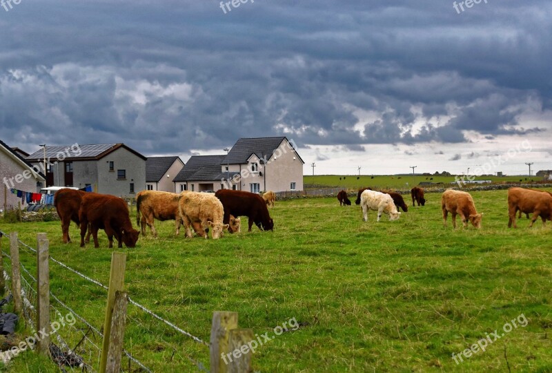 Cows Farmland Agriculture Rural Landscape