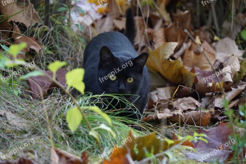 Cat Is God Gilnyangyi The Black Cat Park