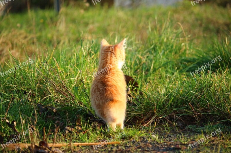 Cat Kitten Cat Baby Young Cat Red Cat