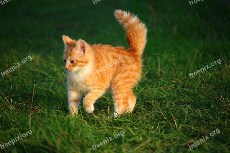 Cat Kitten Cat Baby Young Cat Red Cat