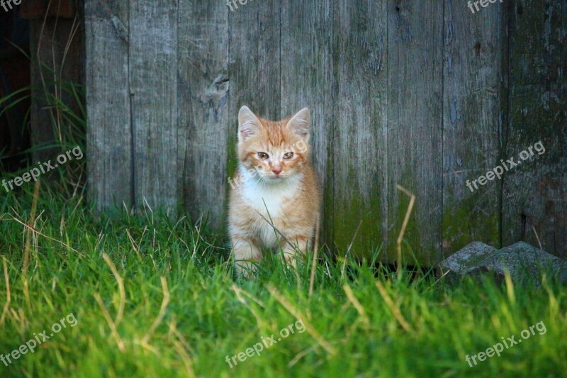 Cat Kitten Cat Baby Young Cat Red Cat