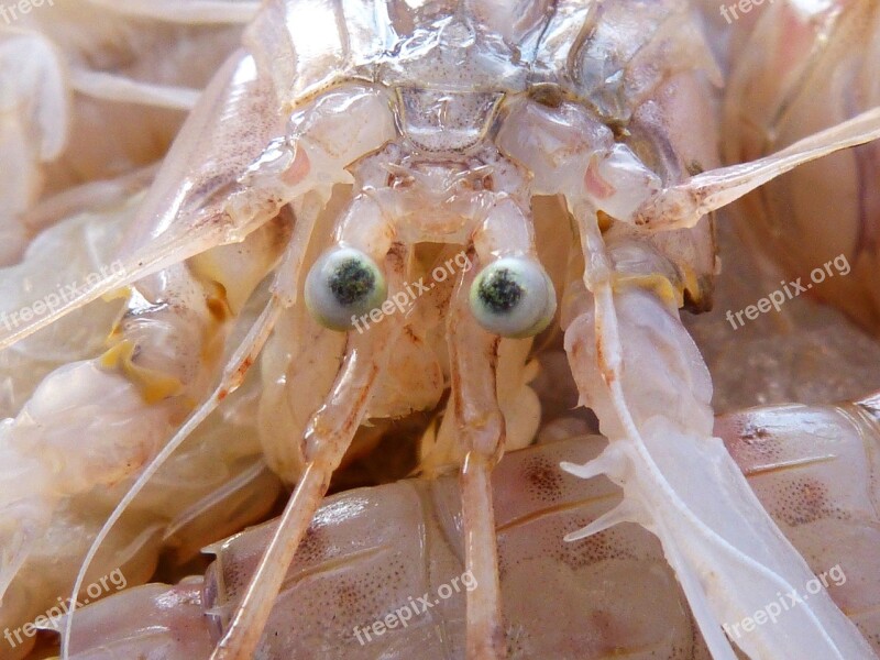 Galley Crustacean Eyes Free Photos