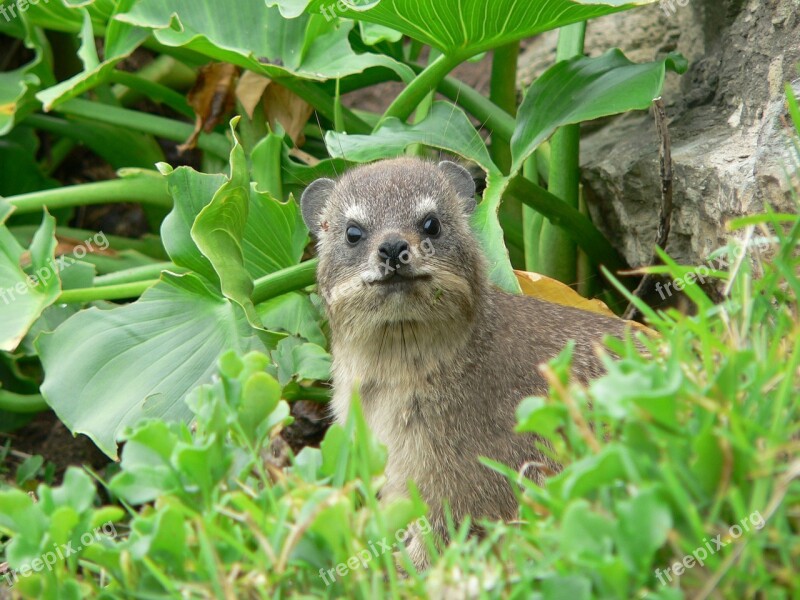 Hyrax South Africa Nature Free Photos