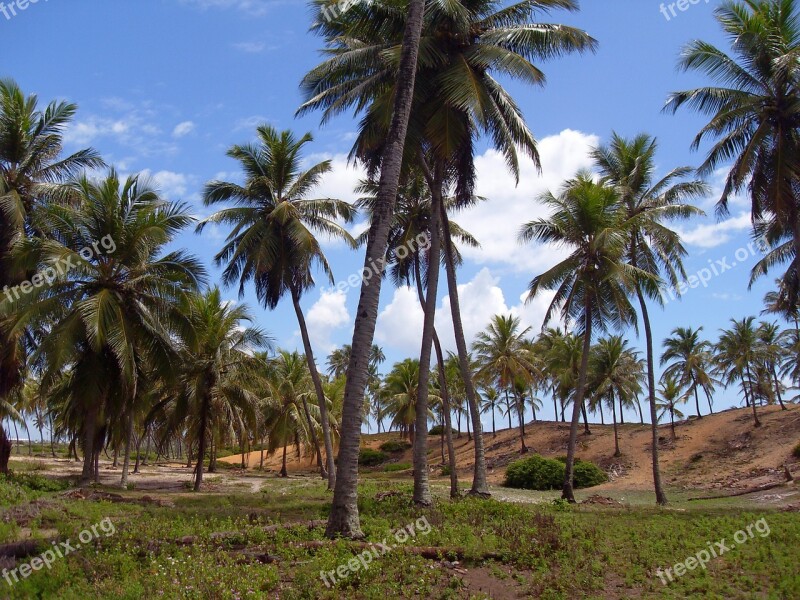 Brazilwood Bahia Coconut Trees Cocoteraie Holiday