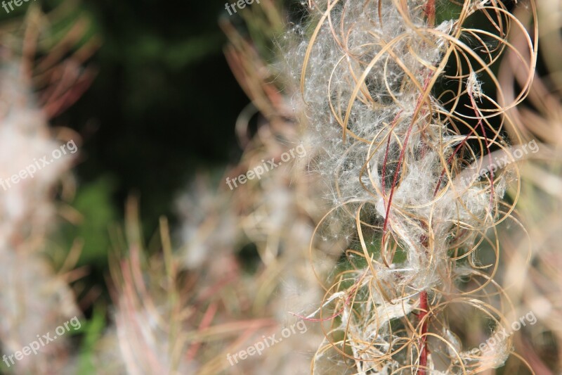 Plant Seeds Nature Close Up Fluffy