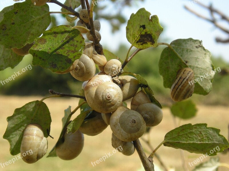 Camargue Nature Snails Free Photos