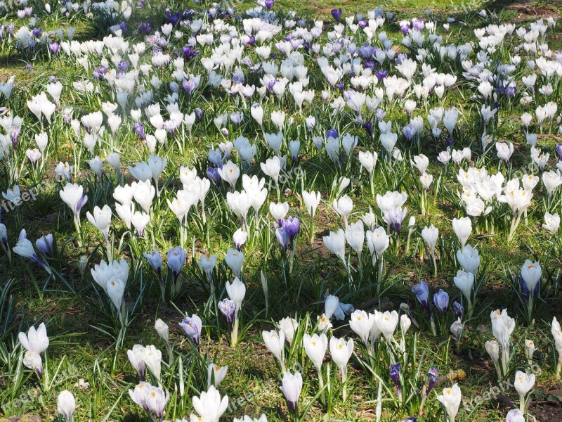 Crocus Meadow Crocus Mass Flower Compositions Flora