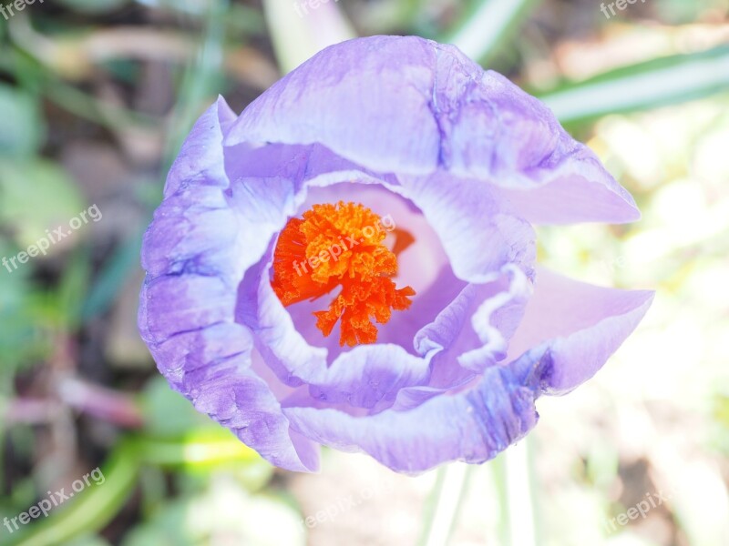 Stamens Crocus Stamp Spring Bühen