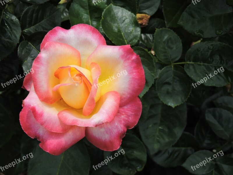 Rose Flower Blossom Floral Romantic