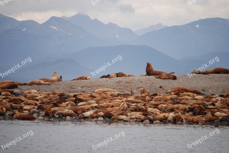 Sea Lions Juno Alaska Alaska Animals Free Photos