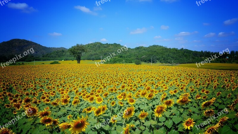 Sunflower Field Yellow Blue Sky Bright Free Photos