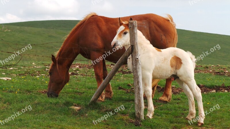 Horse Cheval Caballo Pferd Free Photos