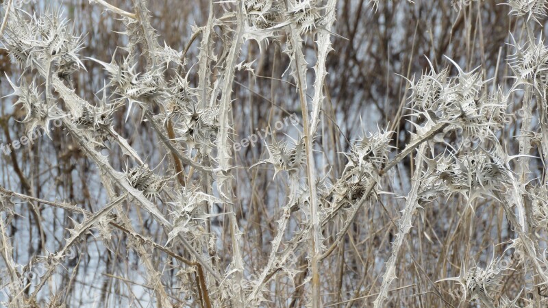 Plant Lake Nature Water Dry