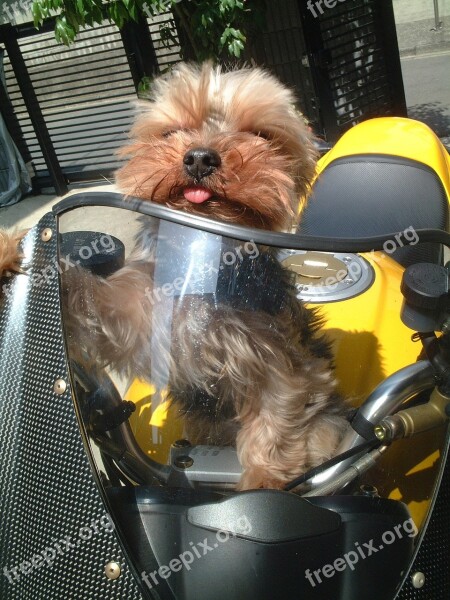 Dog Yorkshire Terrier Bike Yellow Driver