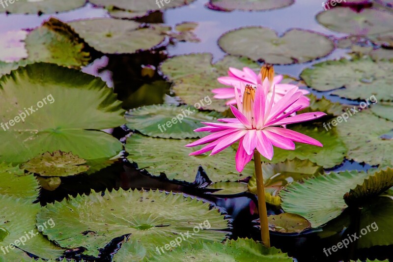 Lotus Pink Lotus Bo Water Plants Flowers