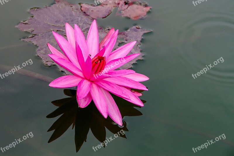 Lotus Pink Lotus Bo Water Plants Flowers