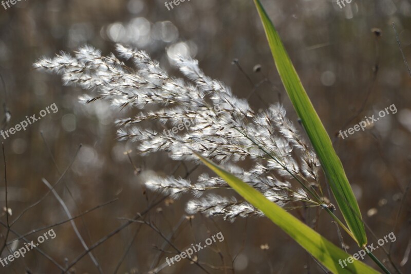 Reed Nature Wind Autumn Scenery