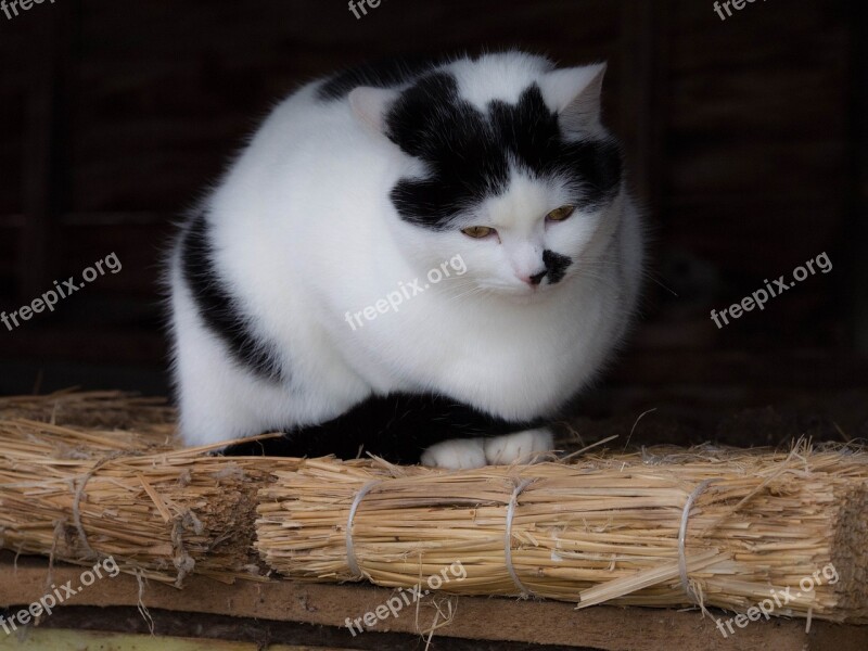 Cat Tenderly Straw Home Sitting