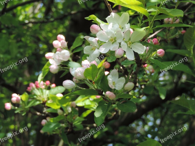 Blossom Apple Tree White Flowers Plant