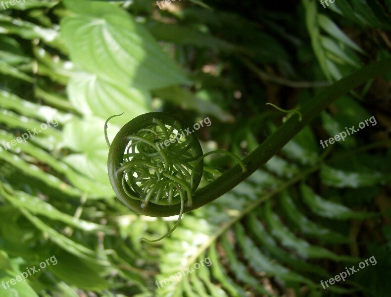 Fern Fiddlehead Giant Leather Fern Green Frond