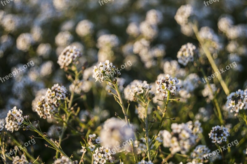 Flowers Field Nature Wild Flower Field