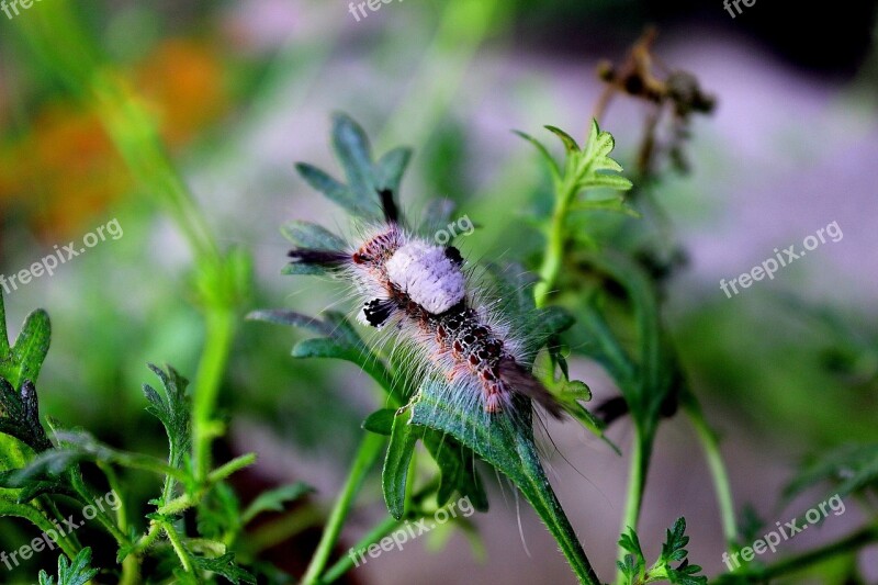 Animals Larva Worm Colorful Cute