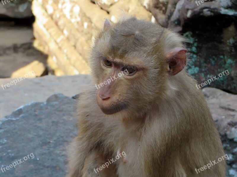 Cambodia Monkey Macaque Look Animal