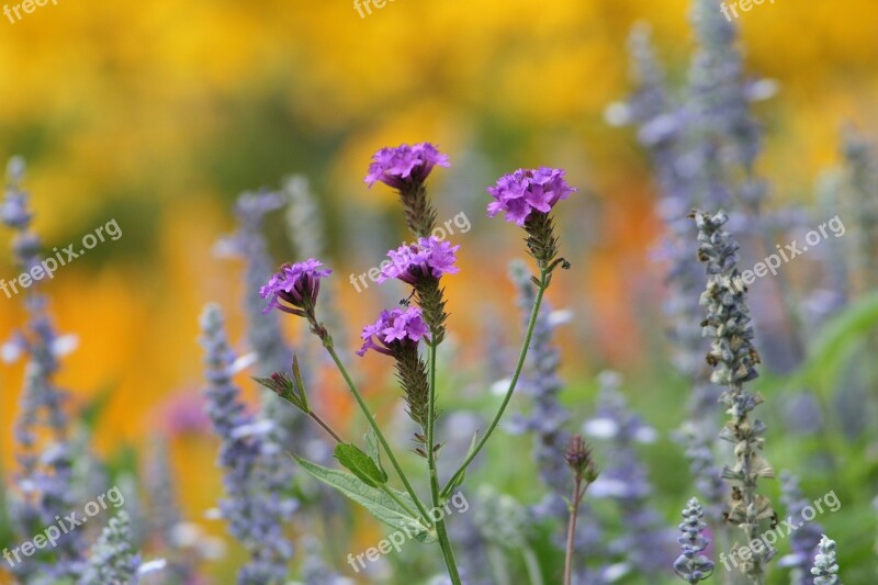 Garden Flowers Purple Flowers Flower Garden Gardening