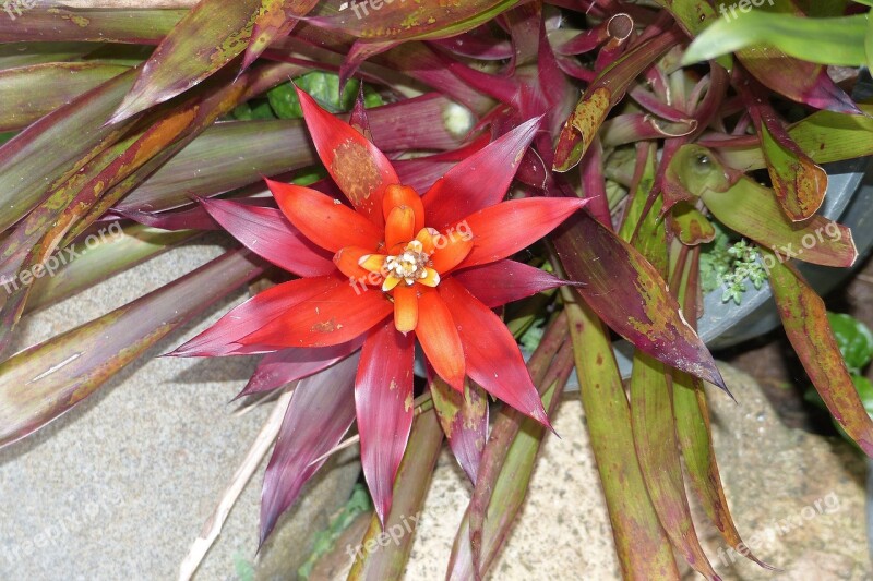 Flower South Sea Blossom Bloom Plant