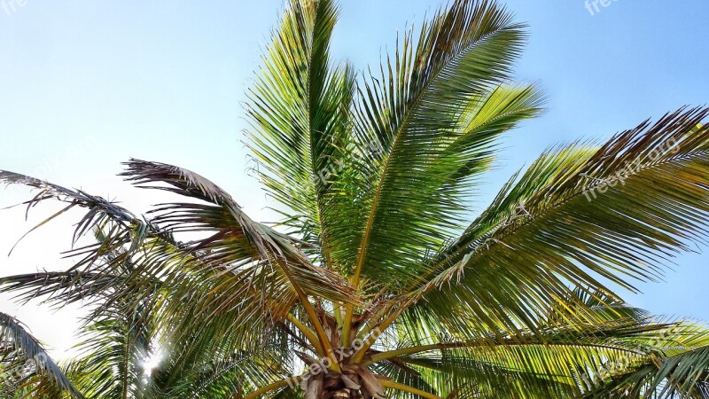 Palma Palme Palm Coconuts Free Photos