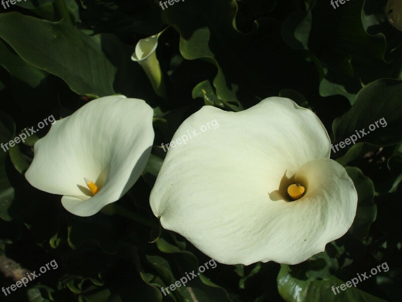 Arum Flowers Plant Pistil White