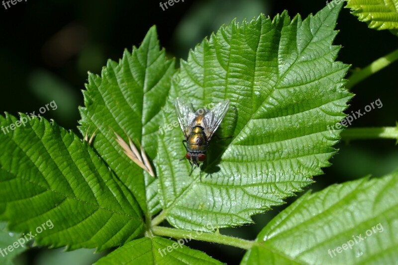 Fly Natural Green Have Insect