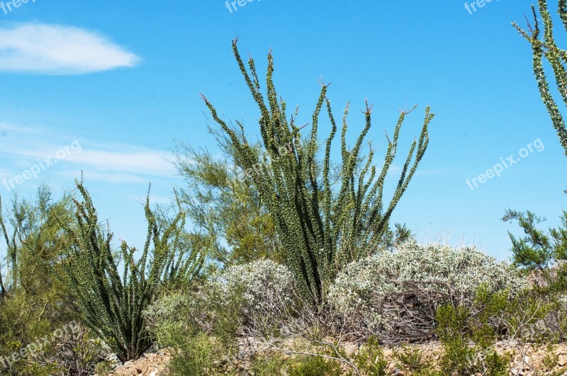 Desert Cholla Arizona Southwest Plant