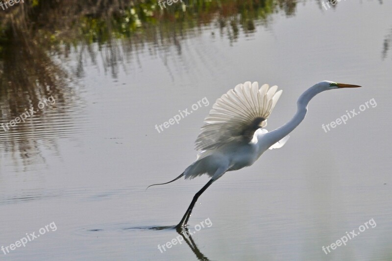 Great Egret Bird Wildlife Flying Nature