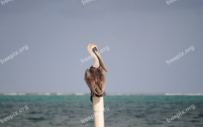 Pelican Belize Bird Wild Sea