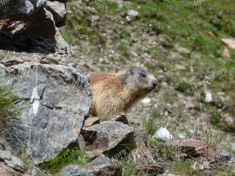 Marmot South Tyrol Nature Mountains Curious