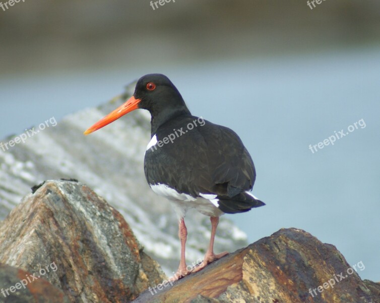 Bird Water Bird Oystercatcher Animal Sea