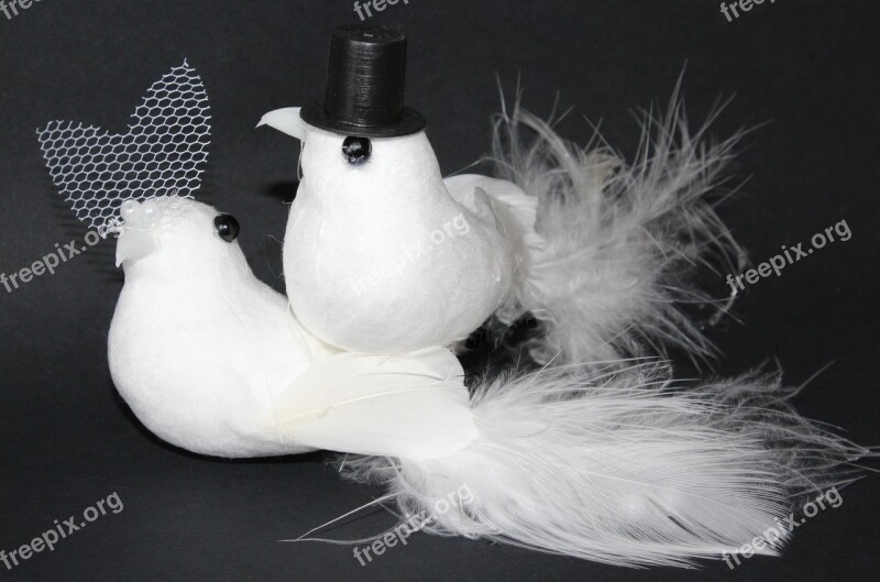 Wedding Doves Pigeons Wedding Marry Bride And Groom