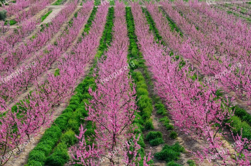 Fields Flowers Flower Pink Flowers Trees